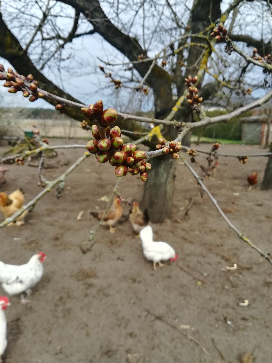 greenberries_de's tweet photo. Man kann den #frühling fast greifen 😍
#blüte #baumblüte #obstbaum #obstgarten #kirschbaum #kirschblüten #huhn #hühner #happychickens #chicken #freilandhühner #freilaufendehühner #selbstversorgergarten #landleben #derfrühlingkommt #frühlingsbote #knospen #hühnerhof https://t.co/F1TMJkCzHf