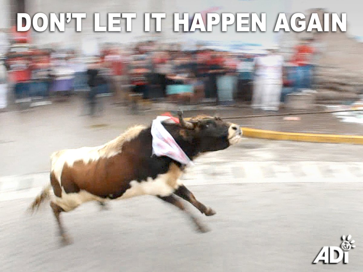 AnimalDefenders's tweet photo. The grotesque Jalatoro bull run in Peru was stopped last year but we're now fighting to stop it returning at Easter. ADI has taken on a legal team to fight for the bulls and launched an awareness campaign in the region. 
Spread the word &amp; support at https://t.co/Yx3Mic3Ntm https://t.co/qMrQ6Je3i2