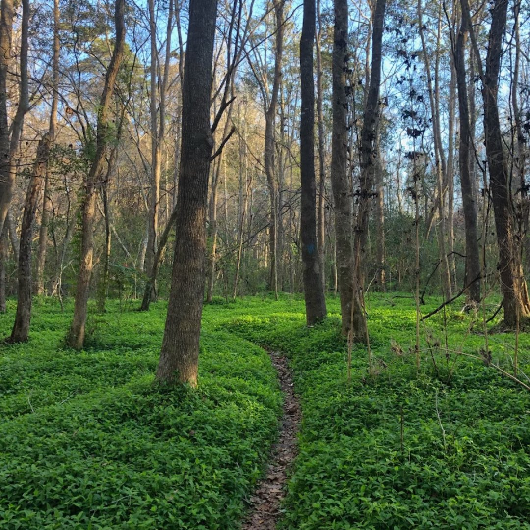 KeepFLBeautiful's tweet photo. No matter which #Florida trail you find yourself on, remember to be clean &amp; think green! #parks #gardens #bethechange #preventlitter #beaches #trails #leavenotrace https://t.co/NTRNVwXkJK