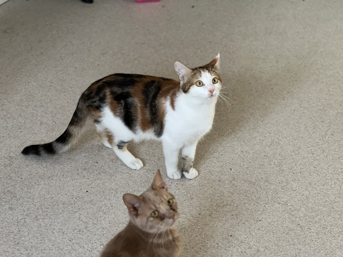 ConsettCats's tweet photo. So sad the passing of Paul O’Grady, a fabulous advocate of all animals. Wouldn’t it be lovely if we saw more well known folk following in his footsteps &amp; supporting animals or even better supporting small rescues rather than just the big ones who get lots of publicity. Pls RT https://t.co/BEXERx87R6