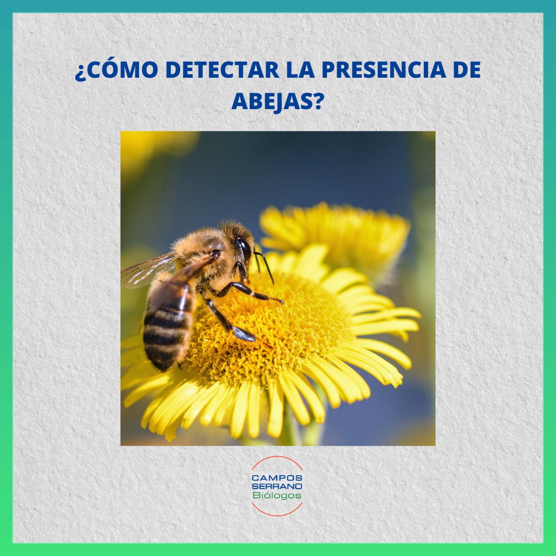 ABRIL  ➡️ ¿Cómo detectar la presencia de abejas en tu hogar/negocio? 

La principal forma de detectar la presencia de abejas es la observación directa.

Las abejas son animales protegidos por la Ley 42/2007 de 13 de diciembre del Patrimonio Natural de la Biodiversidad.

#Plagas