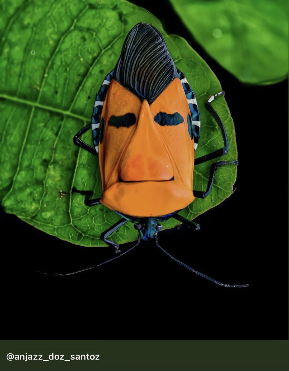 Insectguru's tweet photo. The Man Faced Stink Bug, a striking insect with markings resembling a human face, uses chemical defenses to deter predators. When threatened, it releases a pungent odor to fend off any unwelcome advances. #manfacedstinkbug #chemicaldefense #uniqueinsects #nature https://t.co/Q5FOFJtBSj