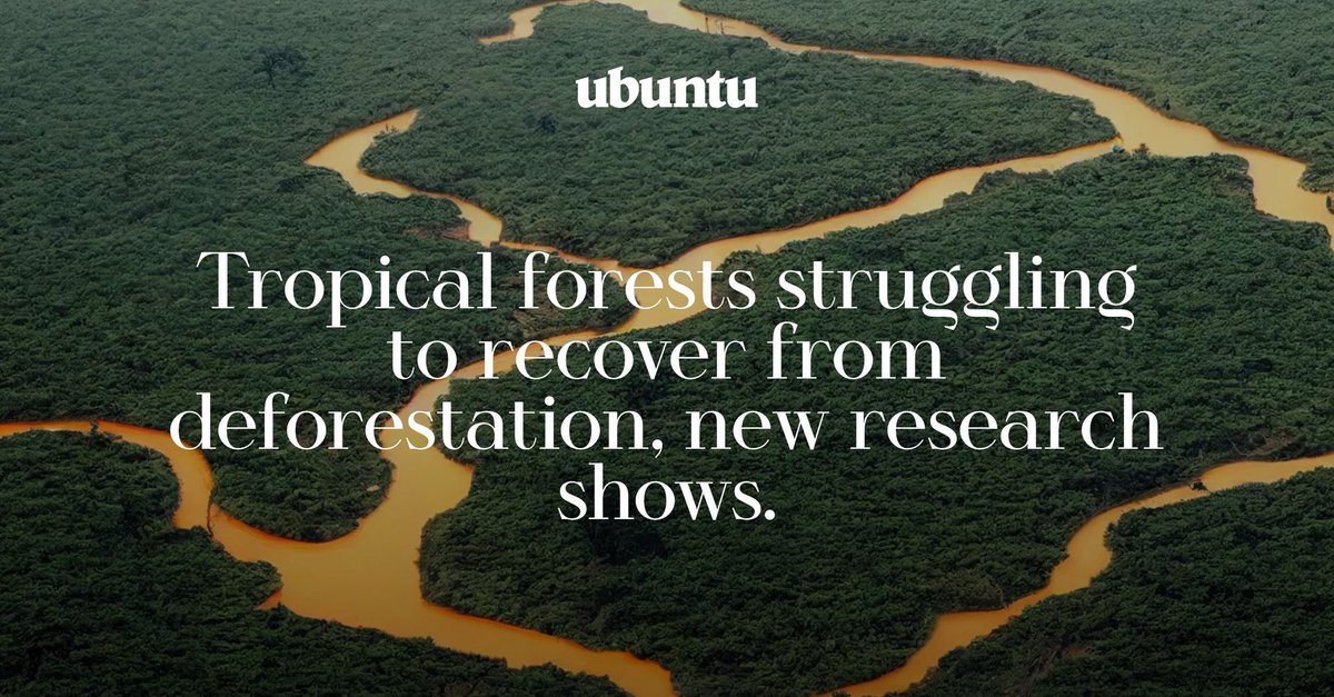 UbuntuBristol's tweet photo. New research published in the journal #Nature has revealed that recovering #tropicalforests can only offset a fraction of carbon #emissions generated by logging, wildfire, and land clearing.

Read the full story at https://t.co/BBdQDhsxIC

#amazonforest #emissions #biodiversity https://t.co/GhkdPGHN4x
