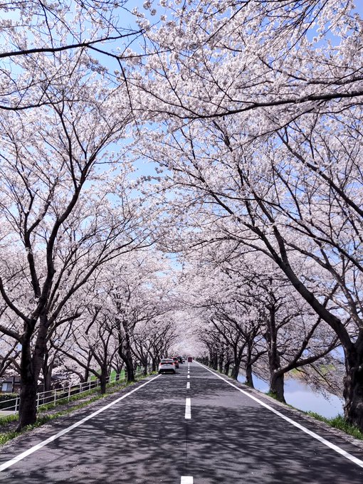 桜の花びらの落ちるスピード秒速5センチメートル 