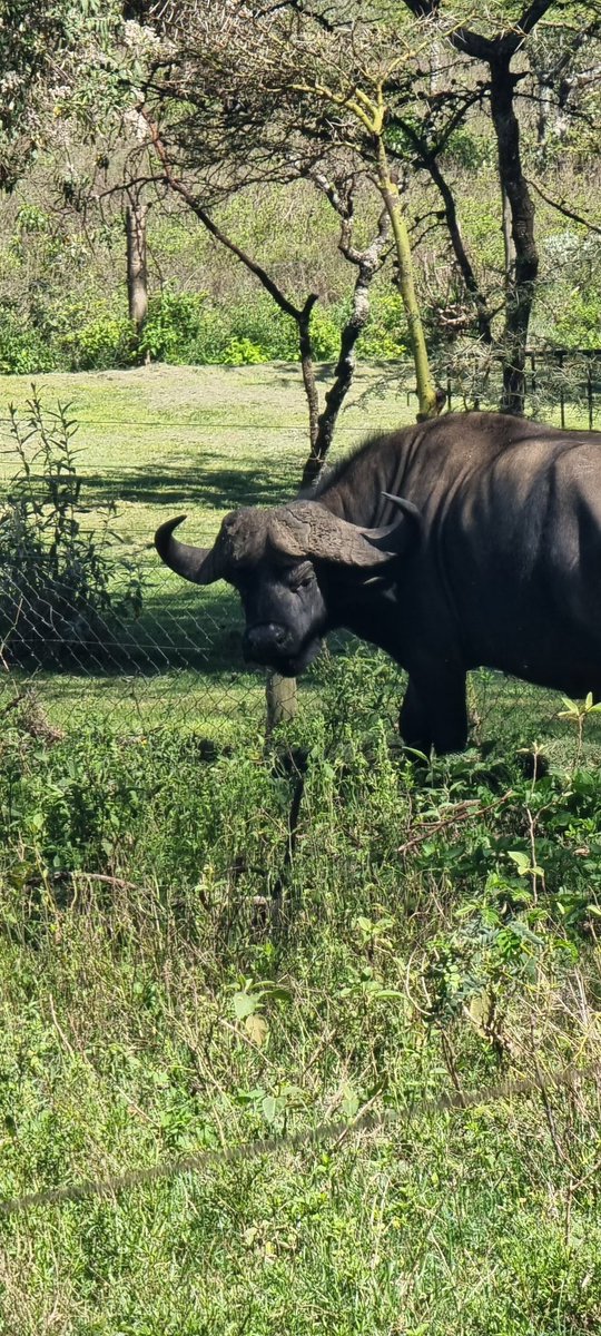 William Richter (リヒター)🦒 tweet media