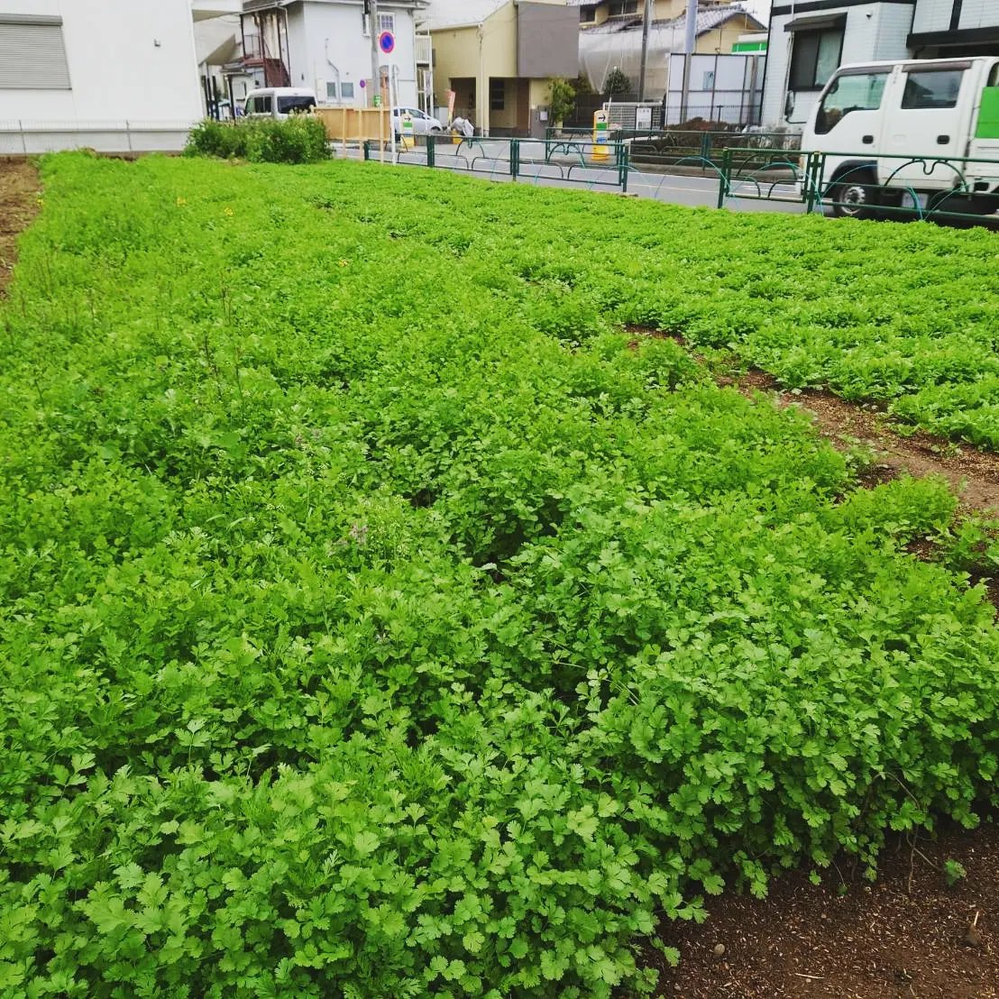 サイゴン農園のパクチーが大量に収獲されています👍
暫くは切らす事なく、もりもり提供できます🙆