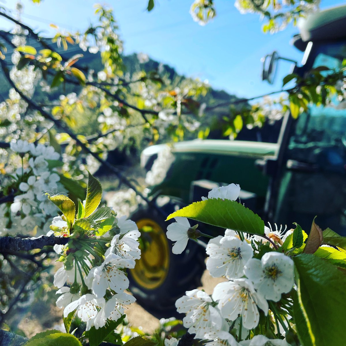 PasconaMontsant's tweet photo. Molt bon dia família! La primavera esclata al celler Pascona! Ja tenim los cirerers florits!! Vinga a pel vijous!!
.
@domontsant @johndeere @johndeereeurope @johndeerelover.hr22
.
#bondia #vijous #cellerpascona #domontsant #primavera #flor #cirerer #flordecirerer #johndeere https://t.co/QPDSbWFUtk