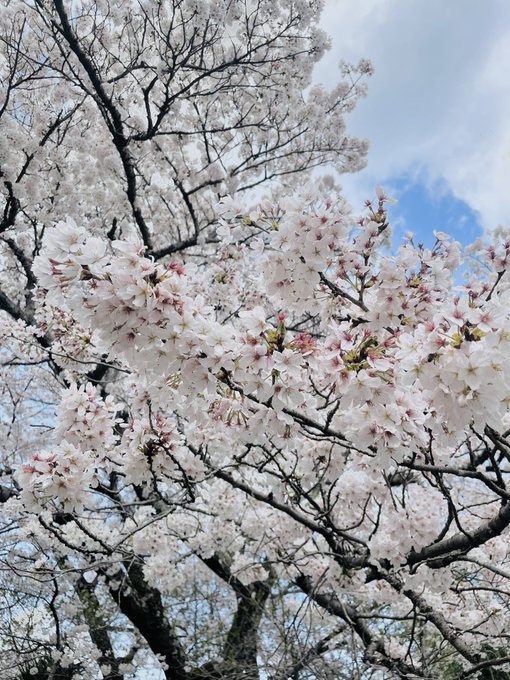 桜綺麗でちた 
