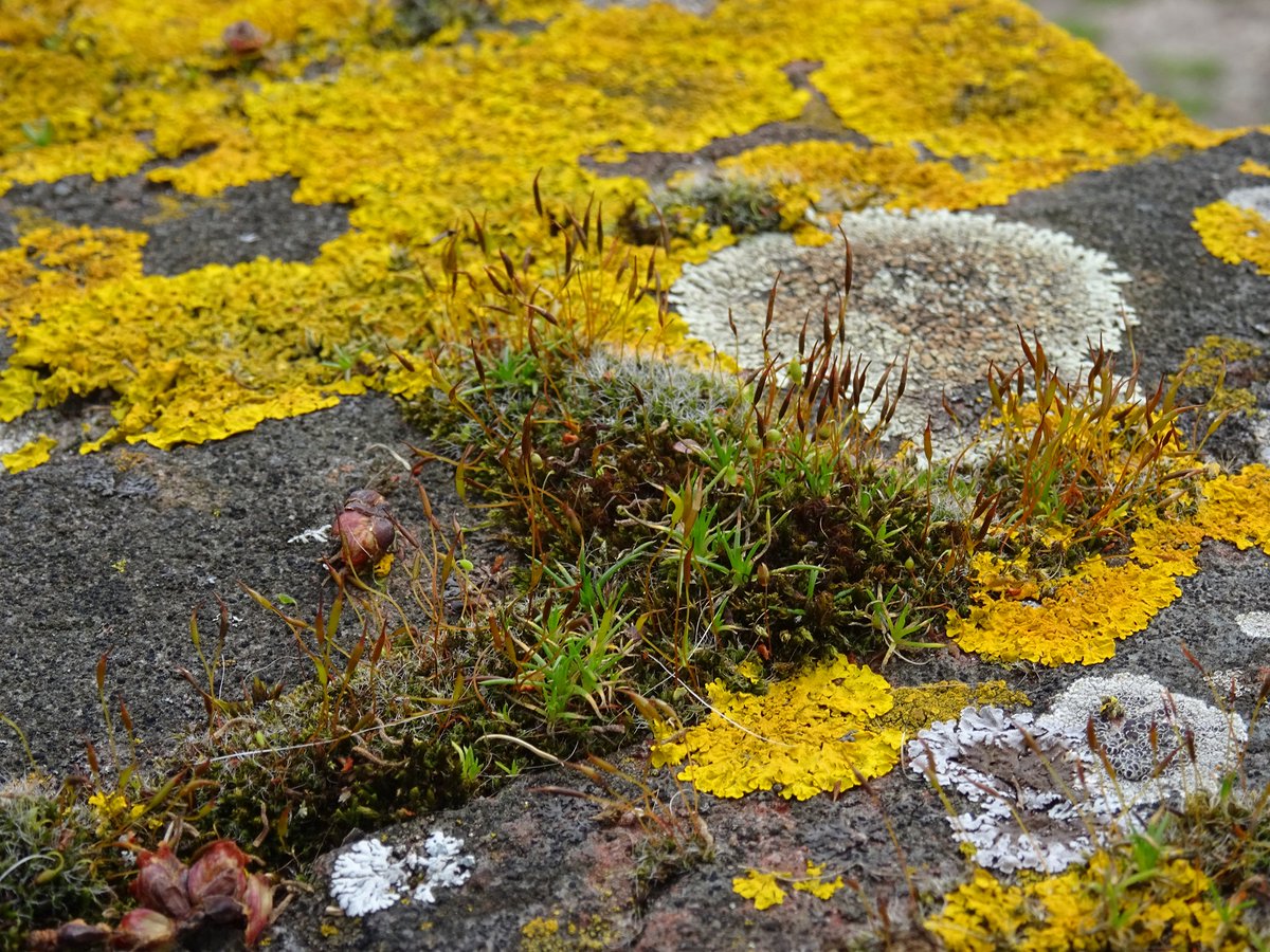 Afgelopen dinsdag en woensdag op het <a href="/bhicarchief/">BHIC</a> in Den Bosch geweest. Veel materiaal verzameld voor mn onderzoek. Fijne sfeer, aardige en behulpzame 
medewerkers en een tip: voor Bossche bollen moet je bij bakker De Groot zijn, idd er stond een rij voor de deur vanochtend!