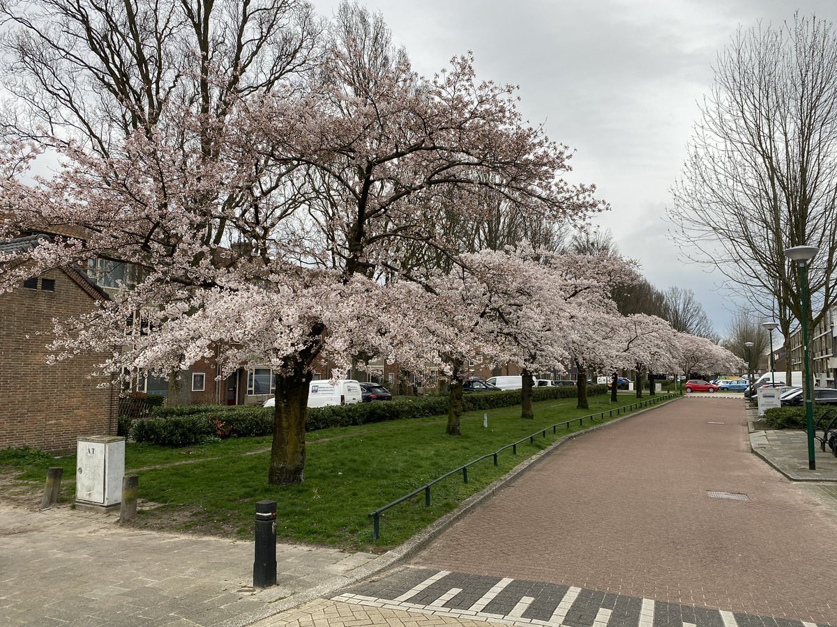 aartaalbers's tweet photo. De Jan Steenlaan in @gemVeenendaal is weer prachtig…. en ook bijv. langs de Westersingel en Rondweg-West zijn al veel bloeiende bomen en struiken te bewonderen..! https://t.co/wdWlIBp9Ba