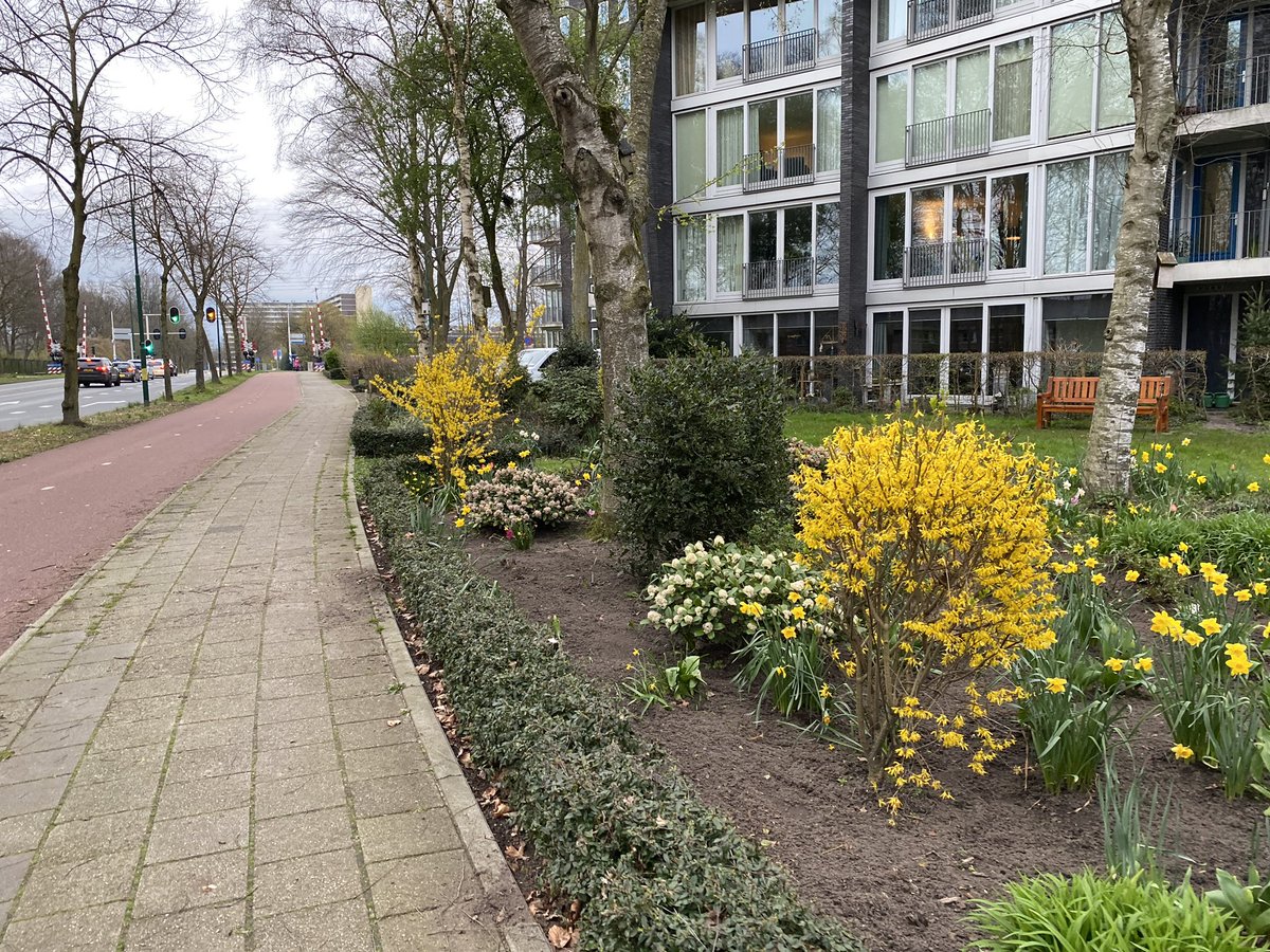aartaalbers's tweet photo. De Jan Steenlaan in @gemVeenendaal is weer prachtig…. en ook bijv. langs de Westersingel en Rondweg-West zijn al veel bloeiende bomen en struiken te bewonderen..! https://t.co/wdWlIBp9Ba