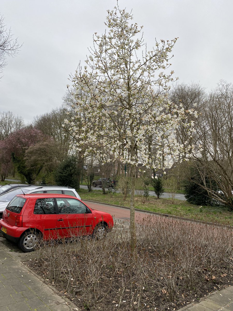 aartaalbers's tweet photo. De Jan Steenlaan in @gemVeenendaal is weer prachtig…. en ook bijv. langs de Westersingel en Rondweg-West zijn al veel bloeiende bomen en struiken te bewonderen..! https://t.co/wdWlIBp9Ba