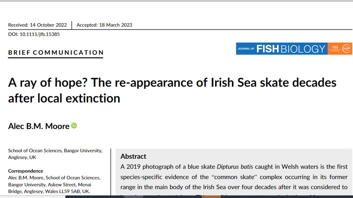 A 'ray of hope'? Over 40 years ago 'common skate' were considered to have been extirpated in the Irish Sea in a famous <a href="/Nature/">nature</a> paper. A recent capture in Welsh waters 🏴󠁧󠁢󠁷󠁬󠁳󠁿 might be a sign things are changing. Read here: tinyurl.com/yc4jy3dm <a href="/WhySharksMatter/">Dr. David Shiffman 🦈</a> @sos_bangor_uni
