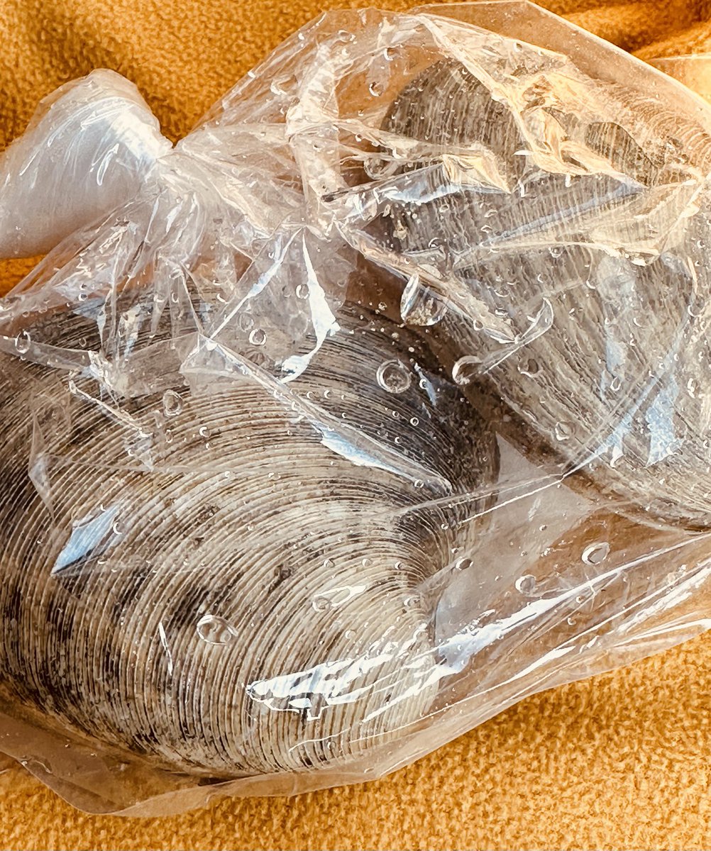 ホンビノスガイでっか 