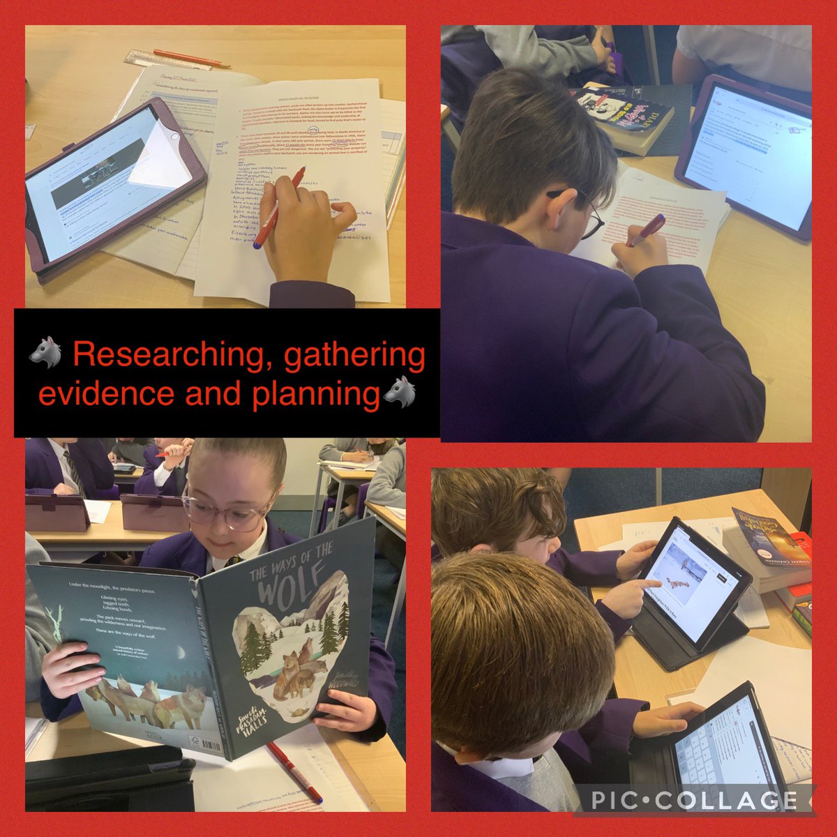 RunnymedeStEd's tweet photo. πΊ Whoβs afraid of the big bad wolf?πΊYr6 have been researching everything βwolvesβ in preparation for writing their balanced arguments. βοΈ Savage beast or misunderstood creature, the jury is outβ¦ #RunnymedeEnglish #LRQM https://t.co/ZrzBOwb5UX