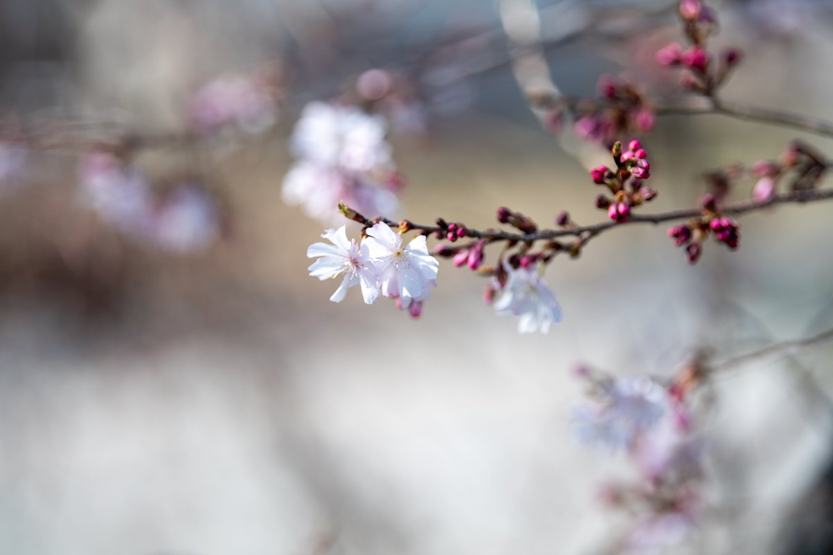 飛騨高山は桜はこれからみたいですね
#写真好きな人と繋がりたい
#nikonD5