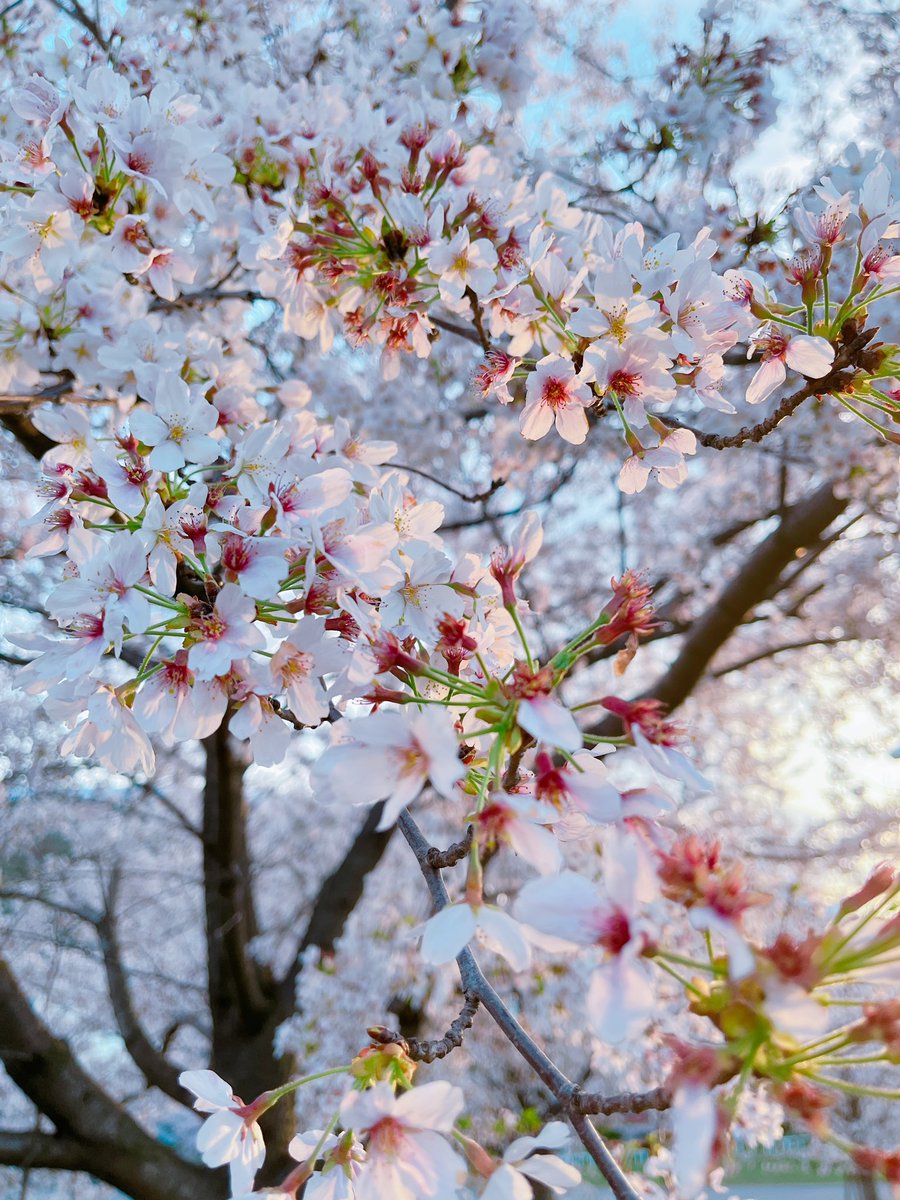 「今年も桜を見納めしてきた綺麗だねぇ 」|三嶋くろねのイラスト
