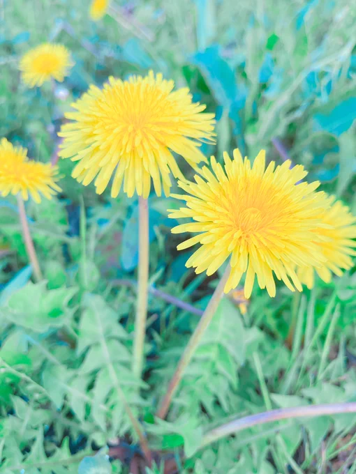 今年も桜を見納めしてきた綺麗だねぇ 