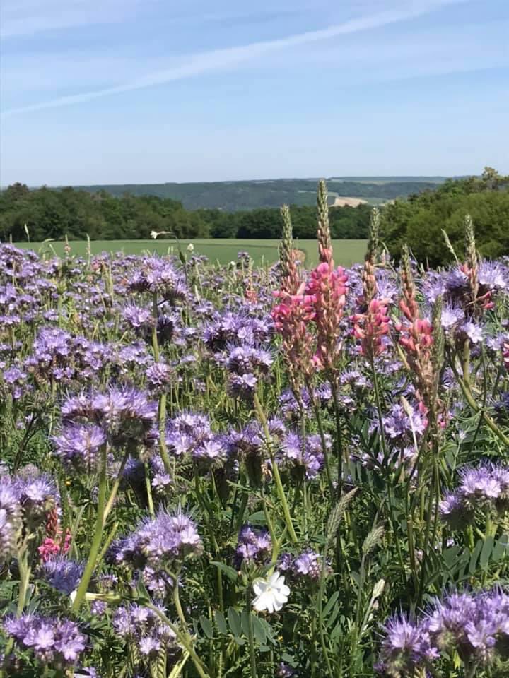 OlivierCOSTE2's tweet photo. Je continue mes livraisons pour la #biodiversité🌺🐥🕷️🐞🐝.
En plus du #Colza,la #Moutarde et le #Tournesol🌻…@BONNIN1402,nous aurons chez les #Agricultures de notre département de l’#Yonne,un mélange mellifère pour les #abeilles.
#VisMaVieDeARC #FrAgTw 
@RBAbuzz @FAOenFrancais https://t.co/EGRC4HVzRA