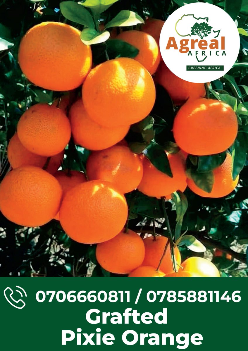 agrealafrica's tweet photo. Upgrade your orange game with high value  seedlings! 🍊🌱 Get the same sweet, juicy fruits with better quality and yield. Don't settle for less, invest in your future harvest today! 🌿 #orange #fruitfarming #highvalueseedlings #sweetjuice #qualityyield https://t.co/hBR7RVT1FG