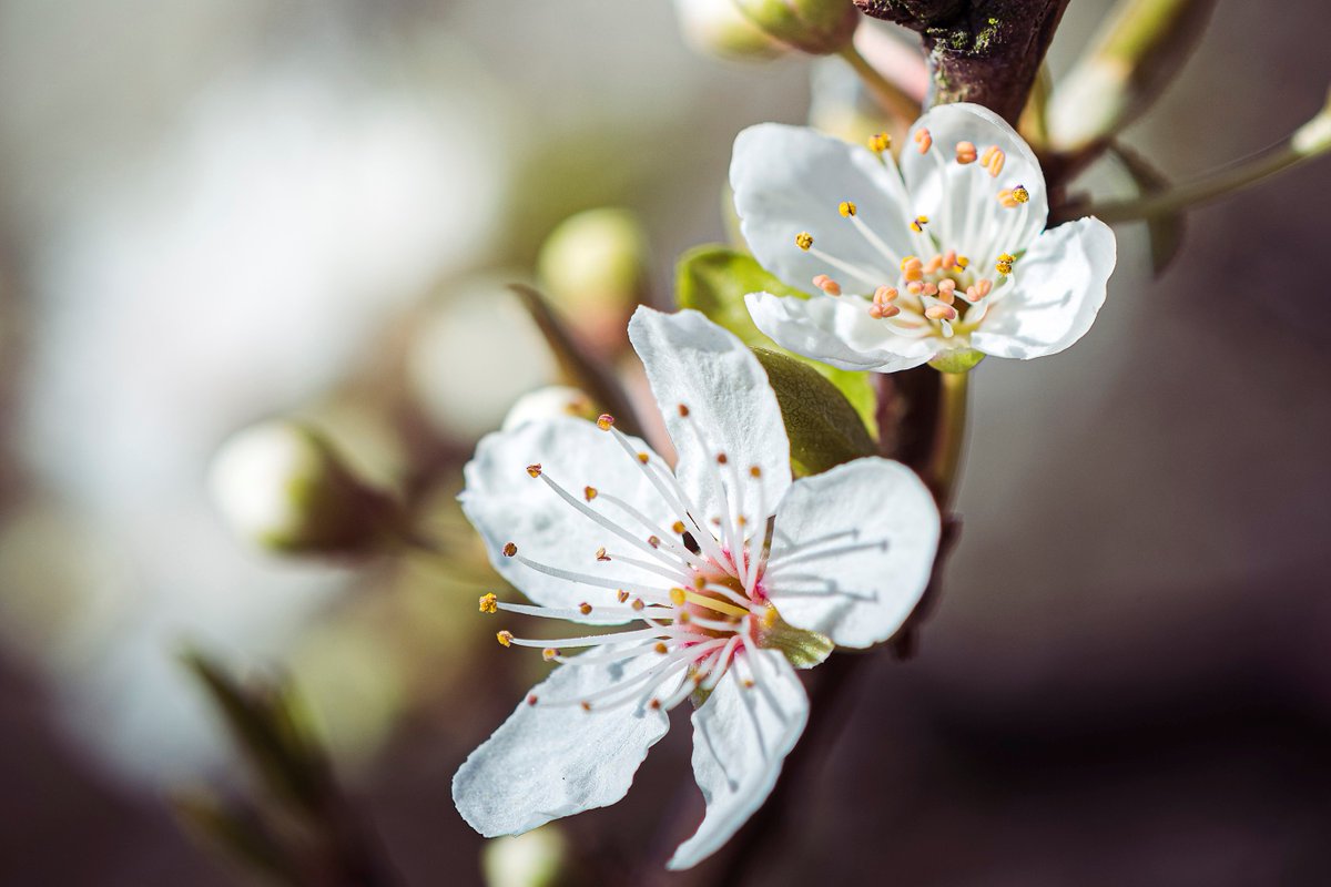 You don't need to have mental health issues to benefit from #mindfulness.  For 1st time we're opening up access to our 8-week #MindfulnessForLife course to help everybody improve wellbeing &amp; quality of life. It's online so you needn't be local. Pls R/T sussexmindfulnesscentre.nhs.uk/events/8-week-…