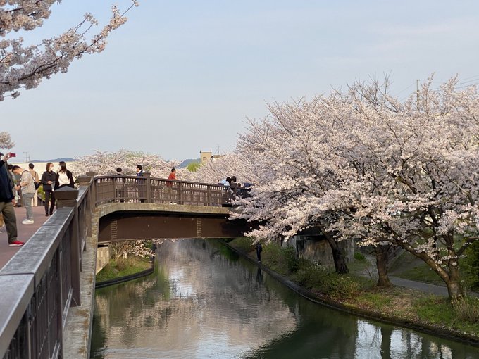 #伏見であい橋　#キミスイ聖地#中書島桜が咲く季節になると訪れてみたくなる場所があります。今年も行って来ました『伏見であ