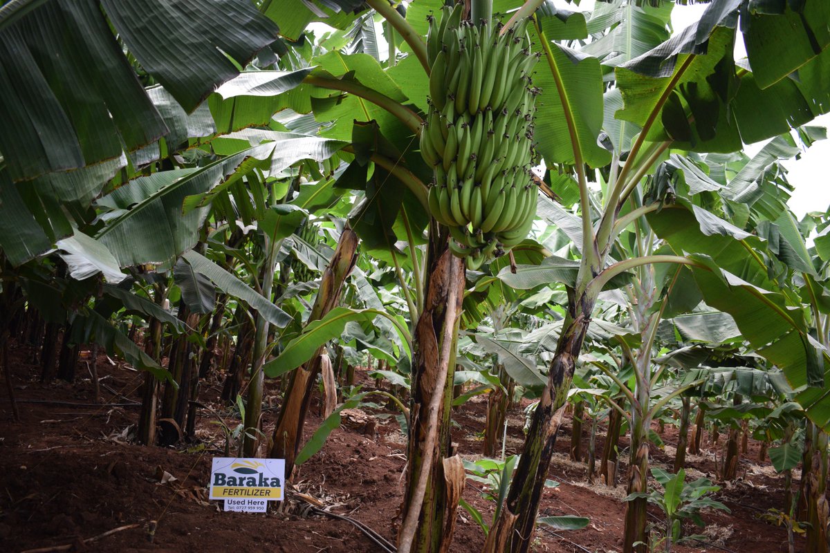 barakambolea's tweet photo. Are you looking for a fertilizer that is designed specifically for bananas? Look no further! Baraka Banana topdressing fertilizer is formulated to promote strong root growth and flower formation and maximize healthy fruit production. https://t.co/5jkPBr6i1w