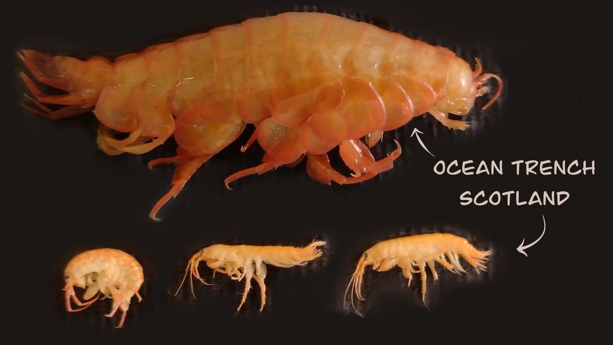 TillySScott's tweet photo. These are to scale!

Genome and body size are linked in amphipods. Deep-sea amphipods tend to be large, but Eurythenes is a giant. The one pictured here is from the Peru-Chile ocean trench, and makes the Scottish amphipods look tiny.      1/2 https://t.co/jAnIiK8DSi