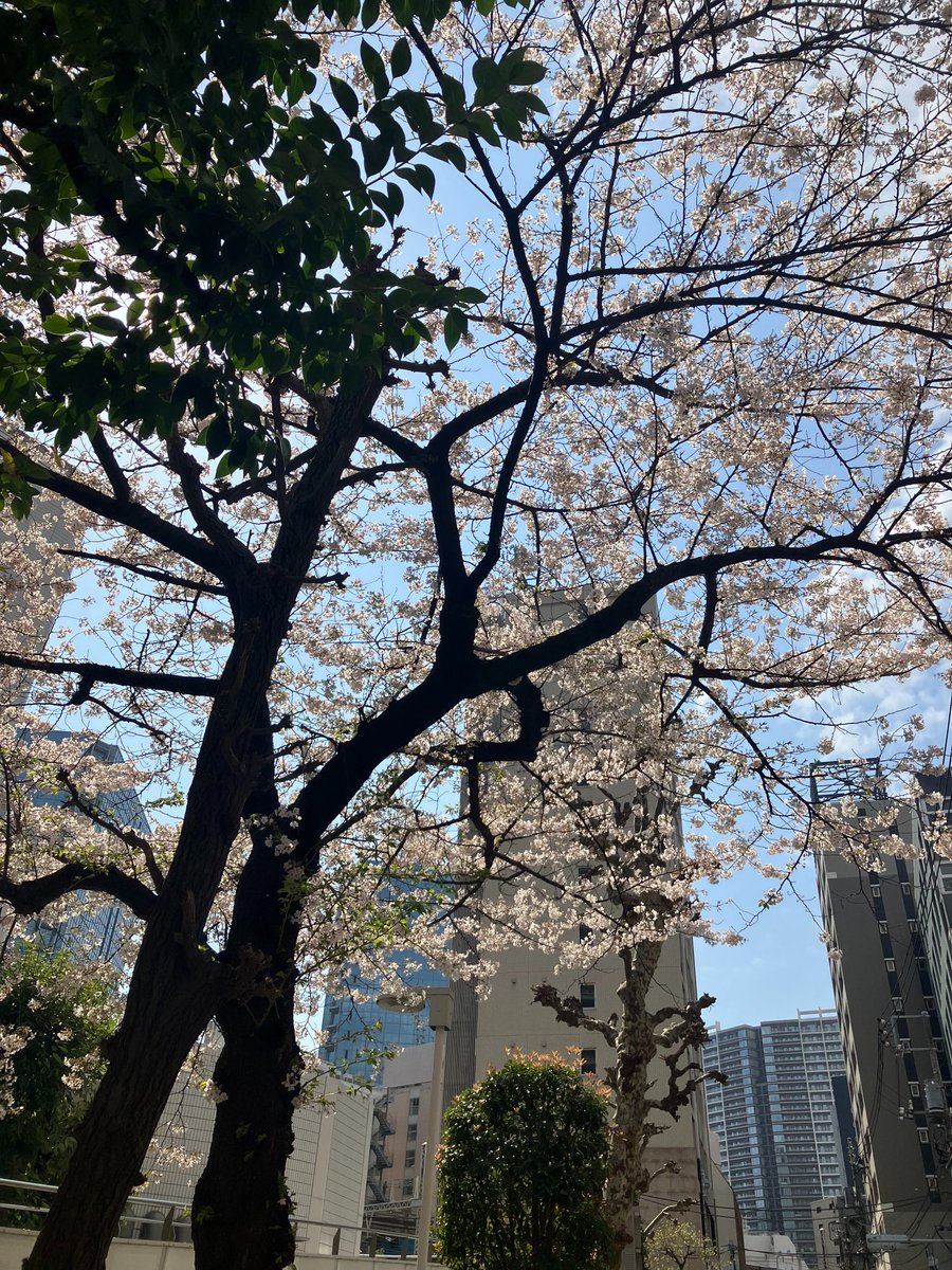 imurato_imura's tweet photo. みんな今日もおつかれさまだぽ～🌸
散歩中に見つけた桜🌸がきれいで思わず写真撮ってしまったんだぽ～。春を感じるぽ～🕊

昨日呟いた #ブログ が大好評！
ここまで公開しちゃっていいの？！ってみんなに言われたけど、サービスしちゃうぽ😊
是非見てほしいんだぽ~！
#企業公式がお疲れさまを言い合う https://t.co/strALPPaAP