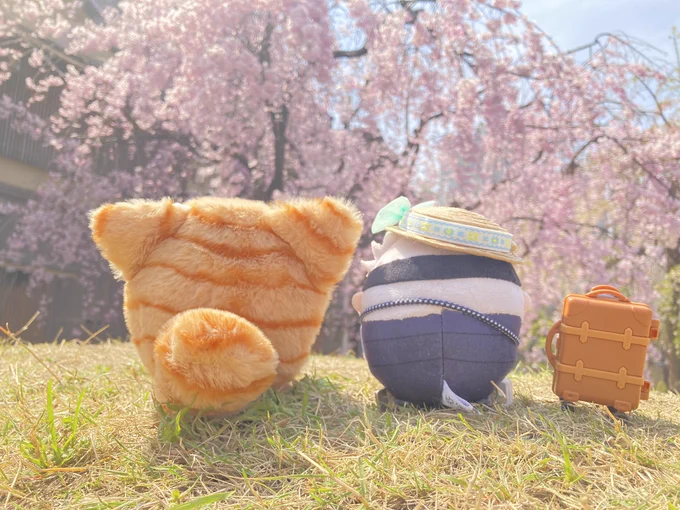 はむさんとふわお花見会してきました最高に幸せな一日 