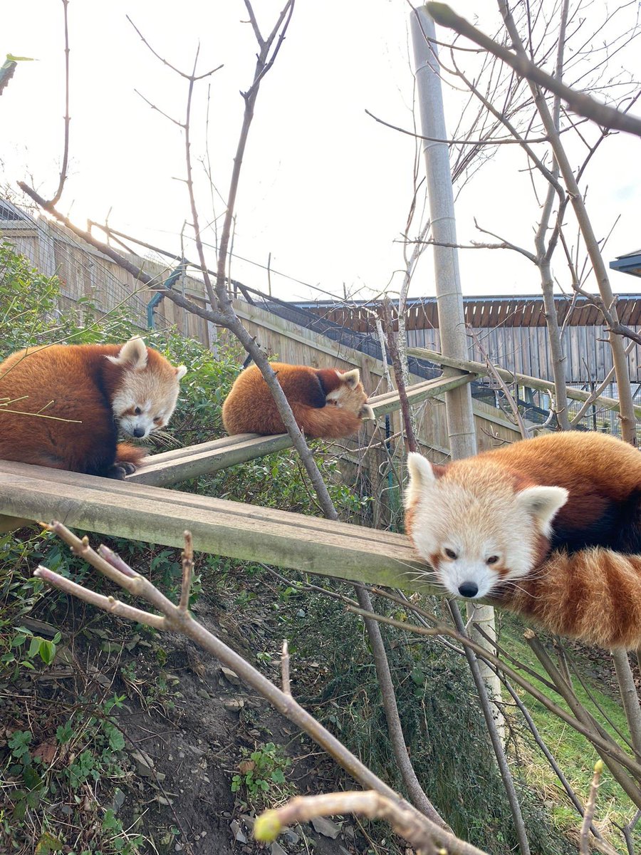 WelshMountainZo's tweet photo. Our Red Panda family are having a lovely snooze this morning! 🥰

Have you ever thought of adopting one of our animals here at the Welsh Mountain Zoo? 🐾 Find out more here 👇
https://t.co/tgrxjpSrUQ

#RedPandaFamily #SupportingConservation #WelshMountainZoo #NationalZooOfWales https://t.co/W3B1vwlxHI