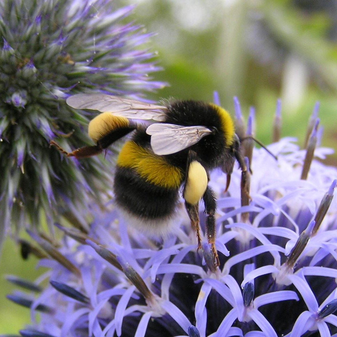 Our wonderful queen bumblebees are beginning to wake up from their winter hibernation 🐝👑

Did you know it can take several days for a queen bumblebee to adjust after months of inactivity? Here are our three top tips for how to help:
1/3