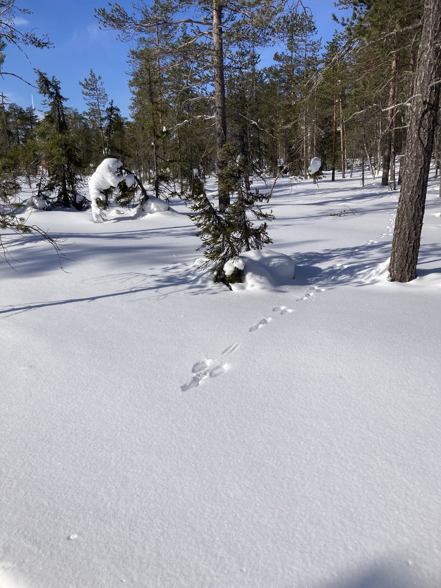 Mysteeri erämaassa. Taivaasta tipahtanut jänis.