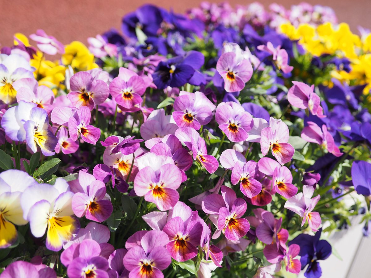 mori2Beans's tweet photo. 春のおすそわけ https://t.co/esbRVdYzUg