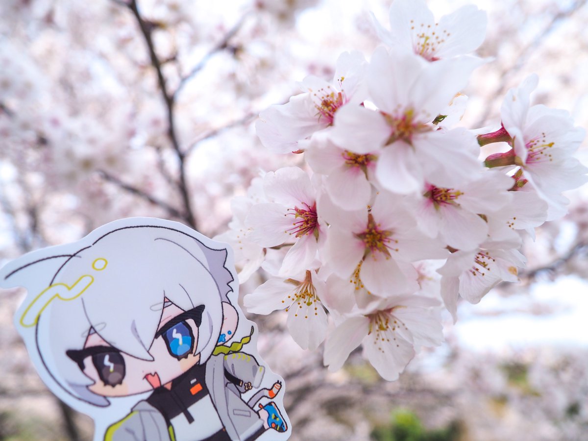 mori2Beans's tweet photo. 春のおすそわけ https://t.co/esbRVdYzUg