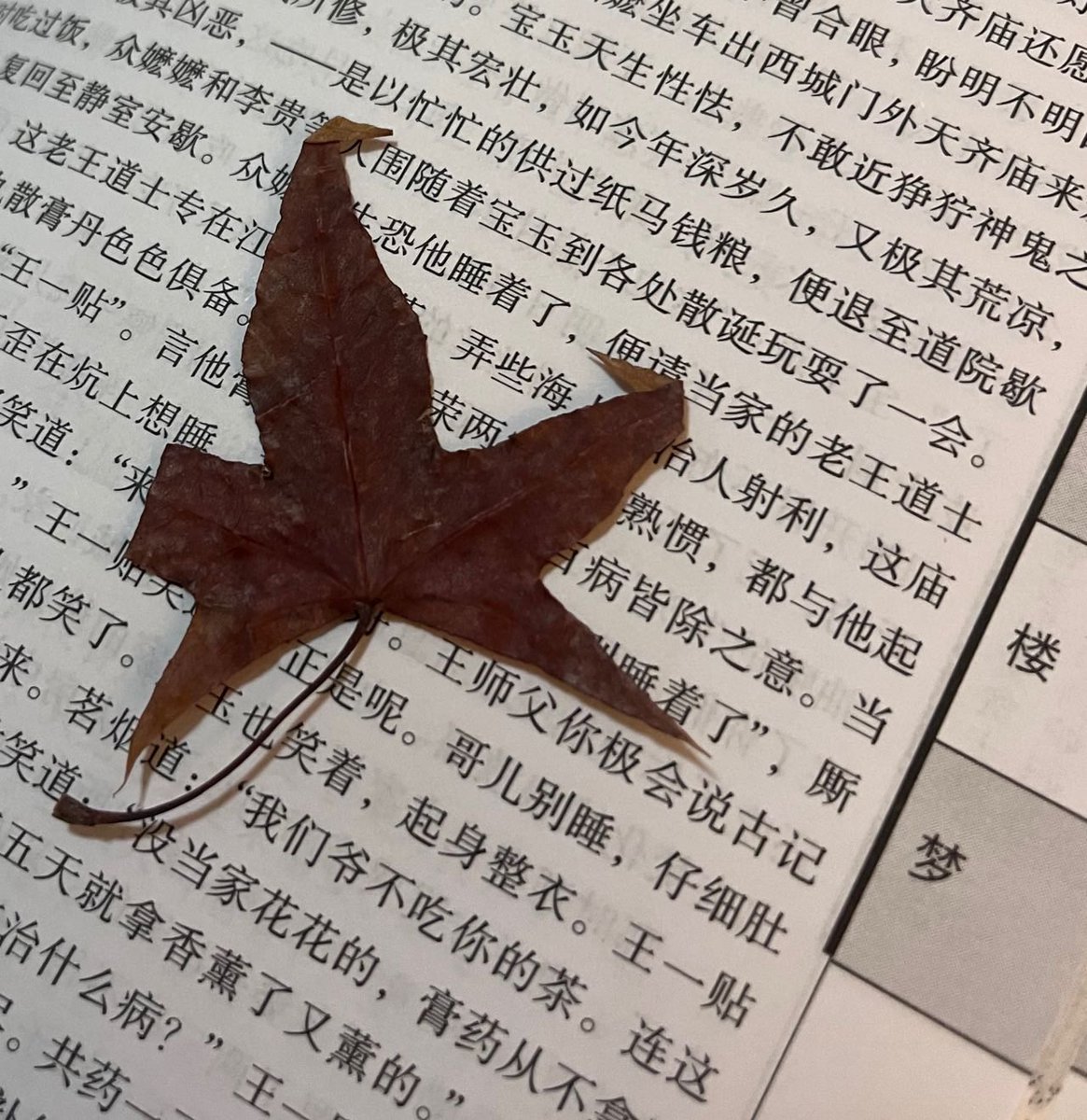 Apple8888_'s tweet photo. @hhhhhh35204927 小学时在红楼梦里放置的枫叶🍁 https://t.co/Gg2pZYoAUI