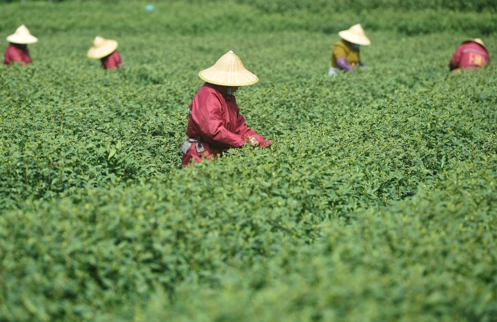 Farmers 👩‍🌾 in Hangzhou, #Zhejiang province are losing no time to harvest their Longjing Tea 🍵, one of the most famous teas in China. This seasonal delight is said to reach its most premium quality just before the Qingming Festival, which falls on April 5. [📸/IC]