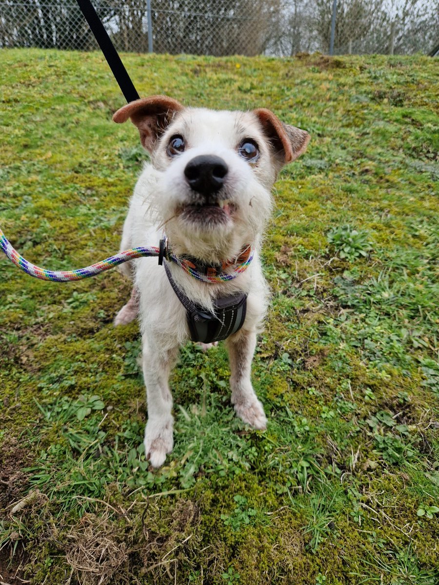 AdoptionsUk's tweet image. URGENT, please retweet to help Crispin find a home #PLYMOUTH #DEVON #UK 

Jack Russell aged 14!! He can live with another dog, maybe a cat and children aged 8+. Please give him an extra retweet so he can get back into a home asap. 

DETAILS or APPLY
gablesfarm.org.uk
#dogs