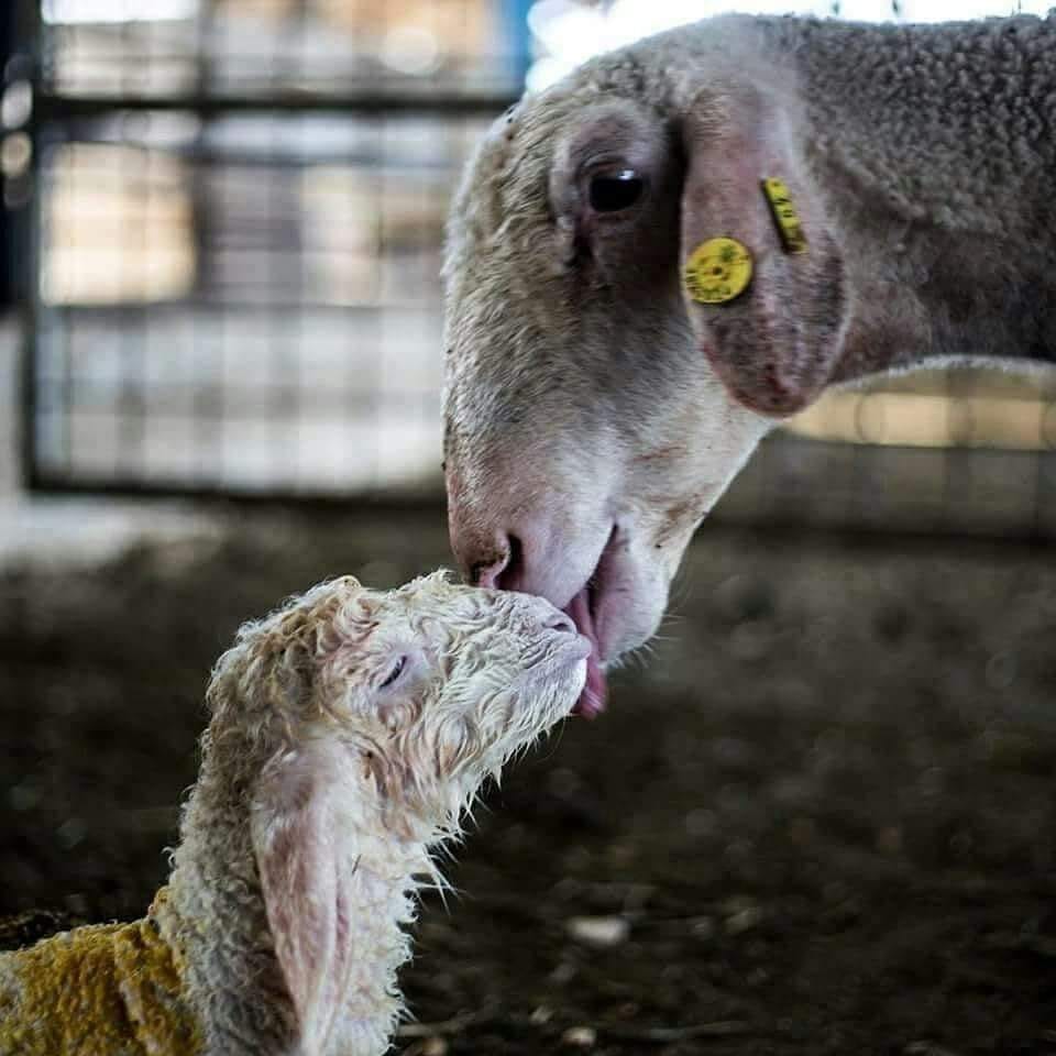 Il y a le dernier rayon du soleil,
les premières heures ensemble qui sont aussi les dernières,
le dernier geste d'amour pur,
avant la séparation et l'odeur du sang dans le couloir de la mort.
