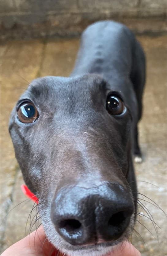 Brighton_RGT's tweet photo. Aww look at Fairy wanting a boop snoot. ๐๐ฝ ๐
#boopsnoot #cute #adorable #greyhound #greyhoundsofinstagram #greyhoundlove #greyhoundlife #greyhoundlovers #doglife #doglover #dogstagram #petsofinstagram #petlovers #petlove #petlife https://t.co/nua29Xsihm