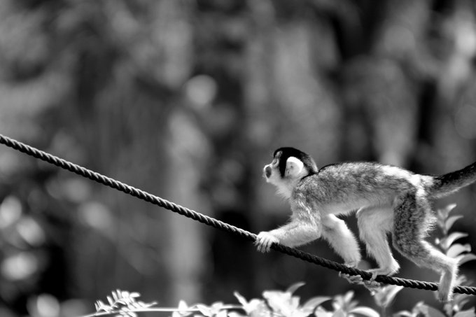 ミスターセルフディストラクト#スナップ写真  #東武動物公園#動物園#モノクローム#動物#猿#サイ#写真好きな人と繋がり