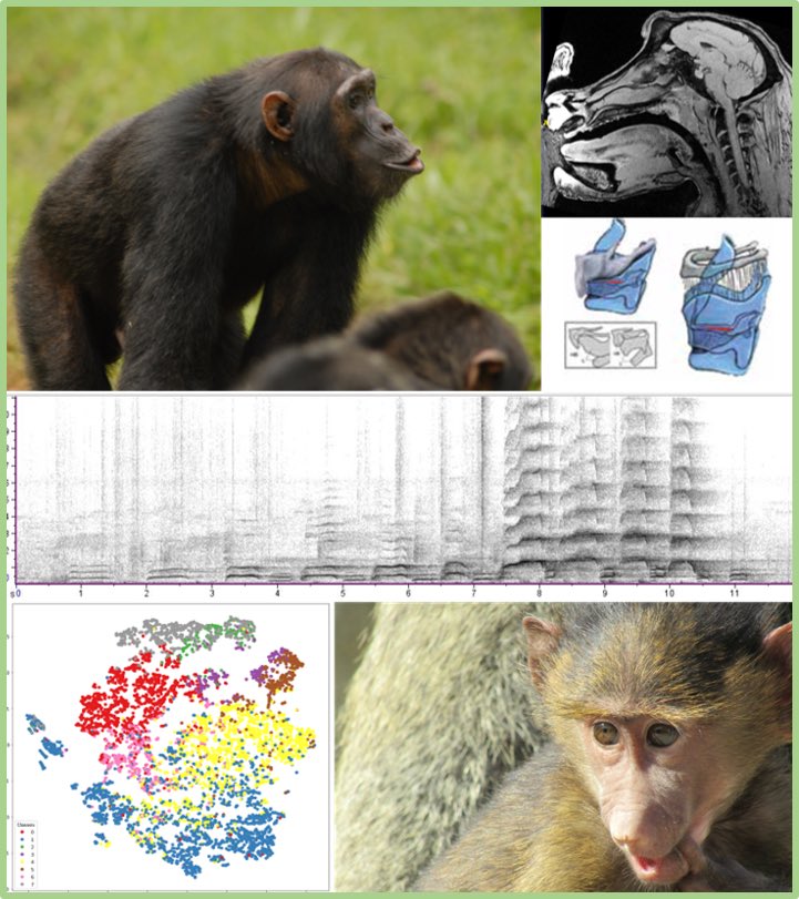 The #OriginsOfSpeech research team welcomes the #primatologist Marion Laporte for her postdoc on the anatomy of the phonatory apparatus of #chimpanzees and #bonobos and their vocal repertoire. We will know more soon! ⁦@iscd_su⁩ ⁦@Sorbonne_Univ_⁩