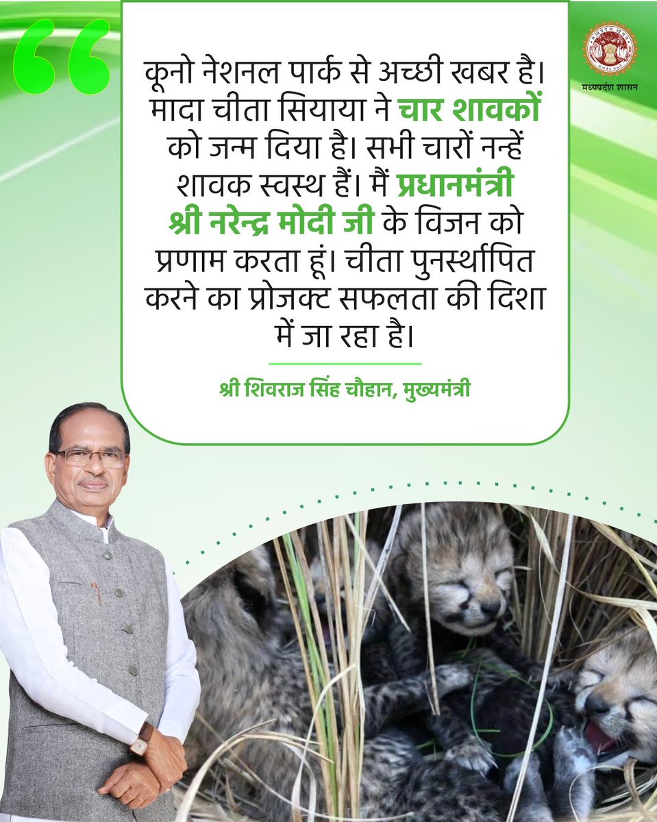 minforestmp's tweet image. मादा चीता सियाया ने चार शावकों को जन्म दिया है : मुख्यमंत्री श्री @ChouhanShivraj 

#CheetahStateMP 
#JansamparkMP