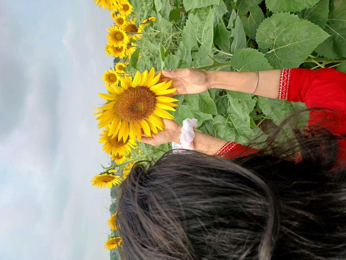 suchisi23's tweet photo. 🌻❤️ https://t.co/SvrVZL1ttm