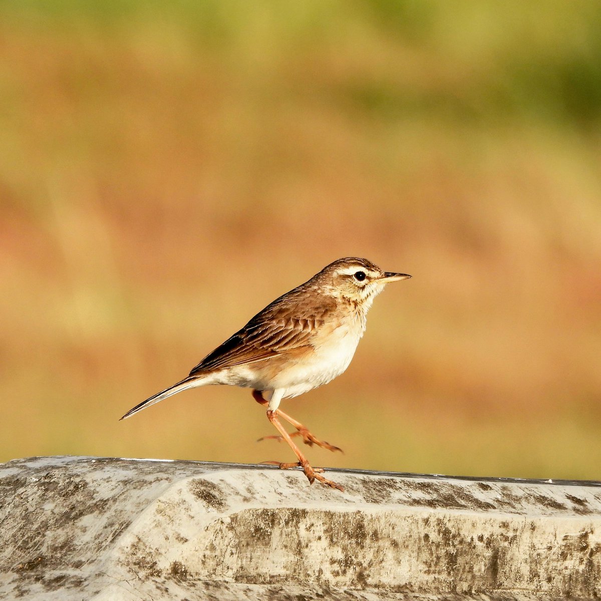 PlantChaser's tweet image. Paddyfield pipit (Anthus rufulus)
Baras, Rizal
March 2023

#paddyfieldpipit #pipit #bird #birdphotography #birding #birdwatching #wildlife #birdsinhabitat #wildbird #philippinebirds #nature