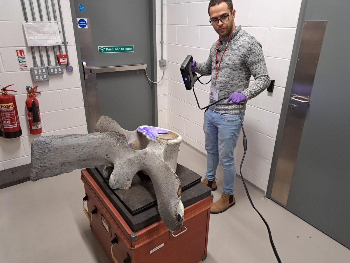 Juanmi Esteban (@juanmiguelen) on Twitter photo What do you think about scanning the vertebral column of the biggest extant animal? We managed to make 3D models of the whole spine of the blue whale! Thanks to the National Museums Scotland @NtlMuseumScot, <a href="/NatSciNMS/">Natural Sciences NMS</a> and the curators Zena Timmons, Jerry Herman and Tiago Metello. What do you think about scanning the vertebral column of the biggest extant animal? We managed to make 3D models of the whole spine of the blue whale! Thanks to the National Museums Scotland @NtlMuseumScot, <a href="/NatSciNMS/">Natural Sciences NMS</a> and the curators Zena Timmons, Jerry Herman and Tiago Metello.
