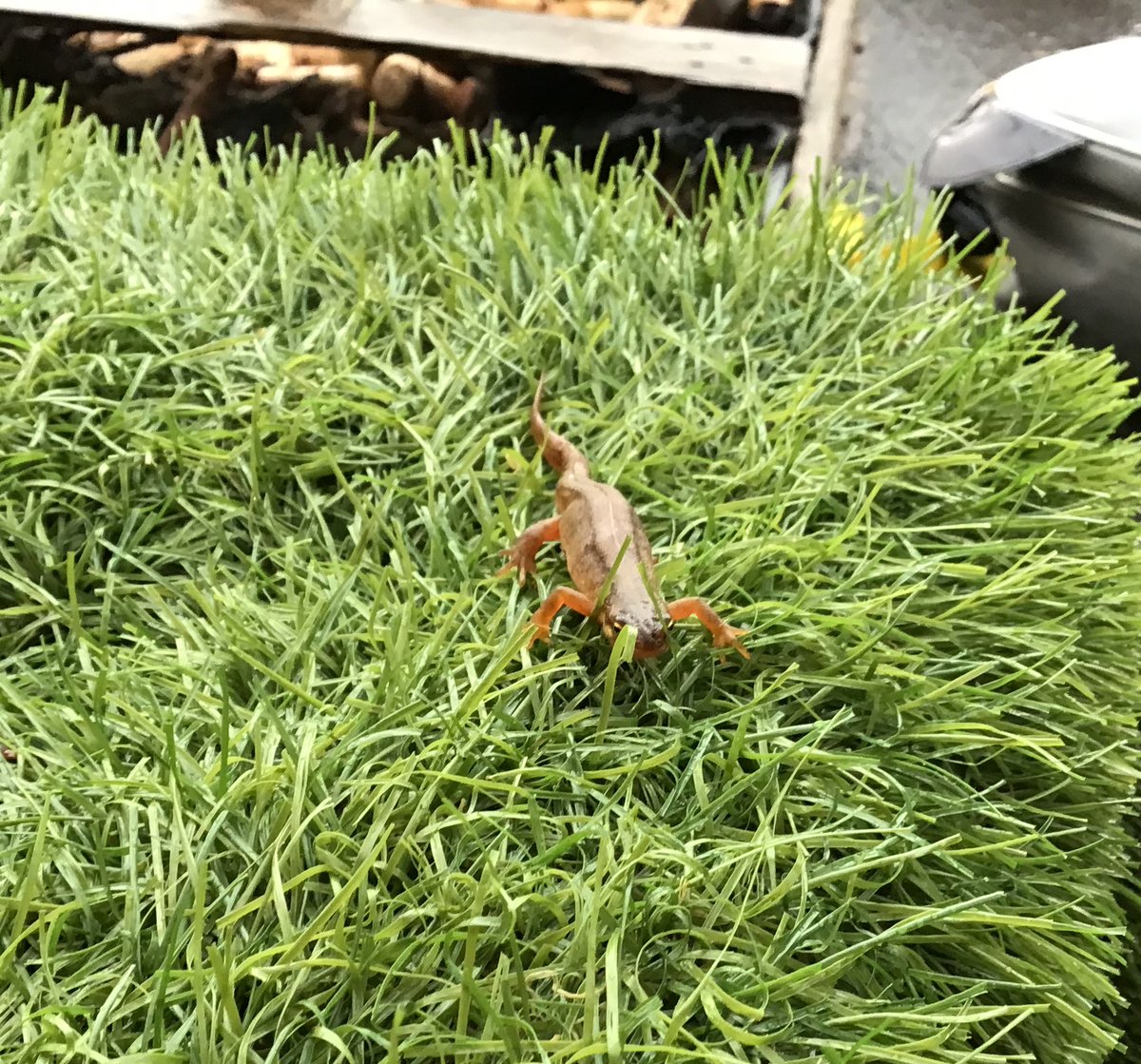 Mrs Timothy tweet media