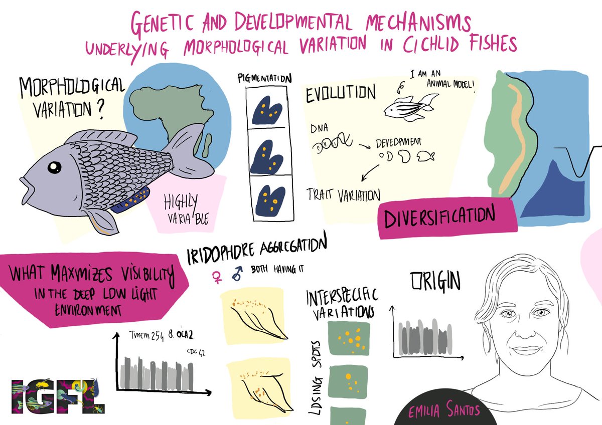 Eleonora Nigro (@nigrelex) on Twitter photo The Second speaker for the #IGFLSymposium is <a href="/emiliapsantos/">M. Emília Santos</a> , PI at <a href="/evomorpholab/">Morphological evolution lab</a> , talking about the #genetic and developmental mechanisms underlying morphological variation in cichlid fishes 🐟🧬
#biology
@IGFLyon <a href="/CamZoology/">Dept of Zoology</a> <a href="/NERCscience/">Natural Environment Research Council</a> The Second speaker for the #IGFLSymposium is <a href="/emiliapsantos/">M. Emília Santos</a> , PI at <a href="/evomorpholab/">Morphological evolution lab</a> , talking about the #genetic and developmental mechanisms underlying morphological variation in cichlid fishes 🐟🧬
#biology
@IGFLyon <a href="/CamZoology/">Dept of Zoology</a> <a href="/NERCscience/">Natural Environment Research Council</a>