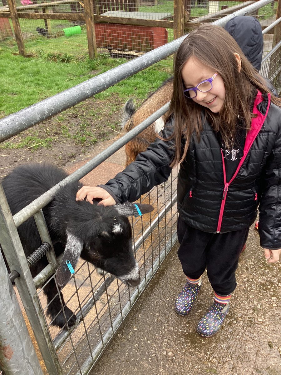 What a great day as this group enjoyed their visit to <a href="/acornfarm1/">Acorn Farm</a> . The children have been studying animals and their habitats in #science this term and  they loved meeting and feeding all the animals. The rain didn’t dampen their spirits!