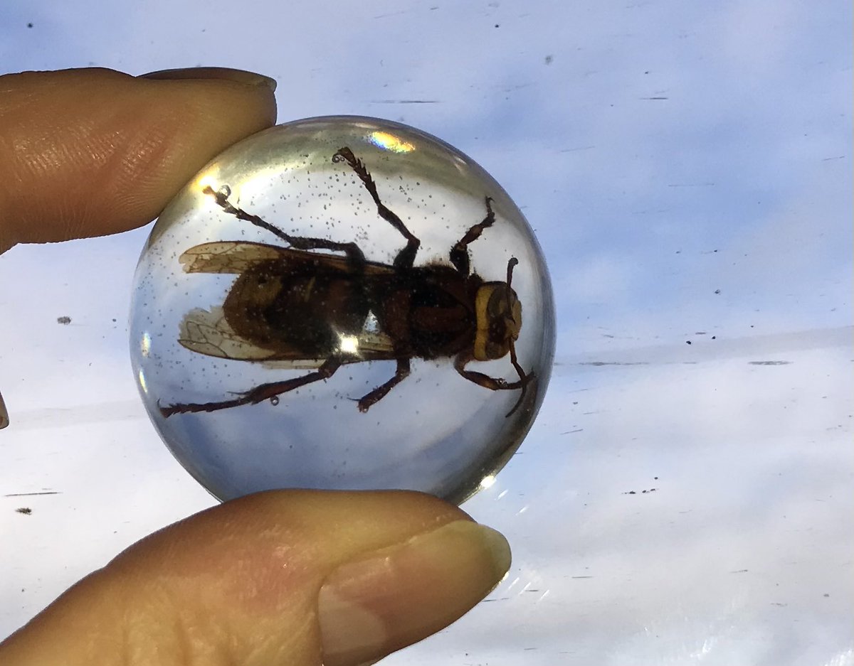 WaspWoman's tweet image. And I never travel without a selection of my favourite wasps… set in eco-friendly resin, to demonstrate that there really are #endlessforms most beautiful of wasps on this planet. #wasplove @RoyEntSoc